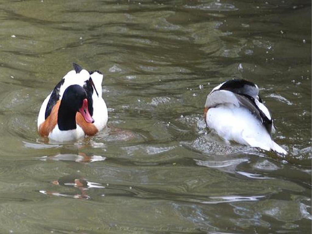 101PARC AUX OISEAUX DANS L AIN 2016 1_000058.jpg